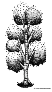 Jeg holder af at tegne træer.